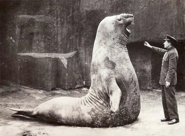 Very Large Elephant Seal Named Goliath At The Vincennes Zoo, Paris, With Zoo Staff Member, 1936