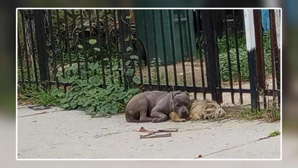 Stray Pups Refuse To Be Rescued Separately, Melt Hearts With Their Love And Loyalty For One Another