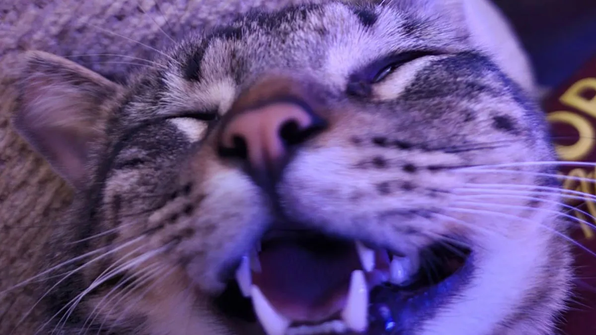 Stray Cat Sneaking Into Man’s Home Leads To A Heartwarming Friendship That Will Last A Lifetime