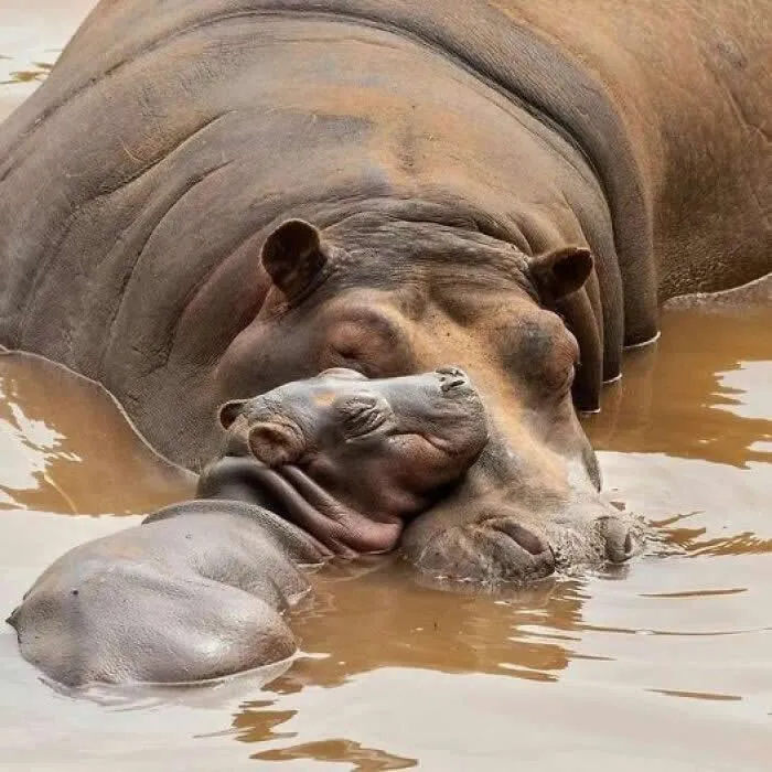 People Share Adorable Animal Moments In This Facebook Group, And Here Are 23 Of The Best