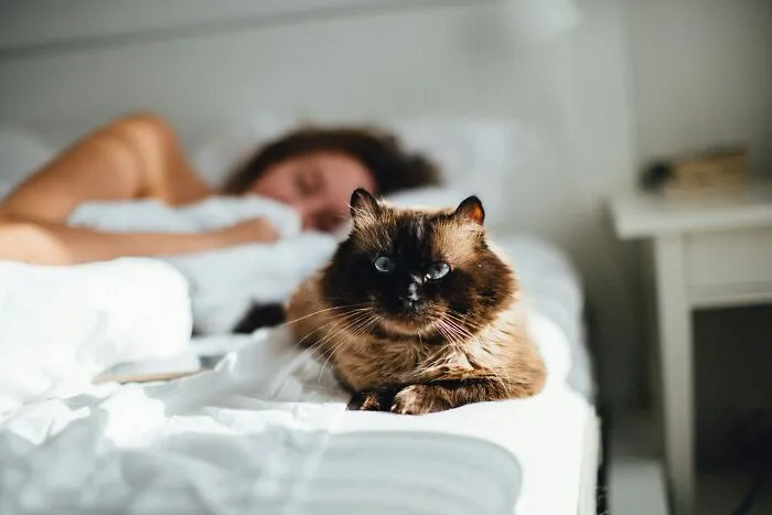 These 40 Sneaky Pets Knew Exactly What They Were Doing, And It’s Equal Parts Genius And Evil