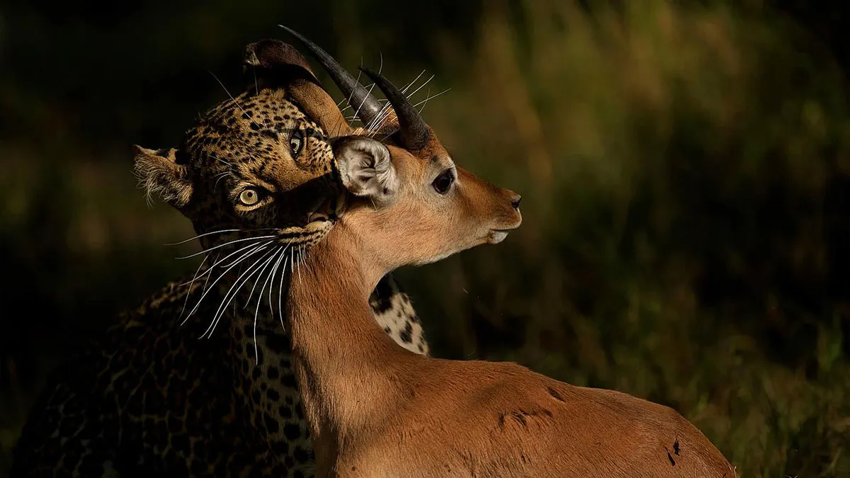 This Photographer Spent Years In The African Wilderness, And These Are 50 Moments He Captured