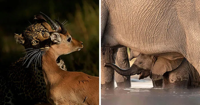 This Photographer Spent Years In The African Wilderness, And These Are 50 Moments He Captured