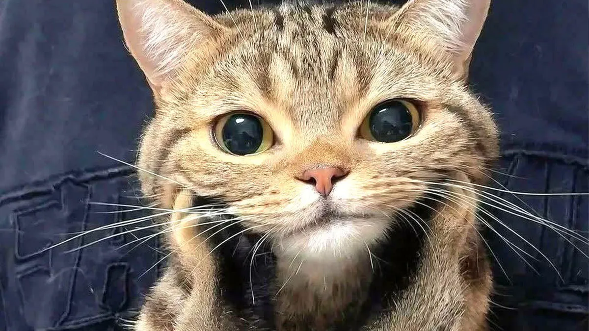People Can’t Handle The Cuteness Of Their Cats And Share 50 Adorable Pics