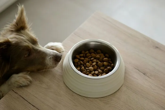 These 40 Sneaky Pets Knew Exactly What They Were Doing, And It’s Equal Parts Genius And Evil