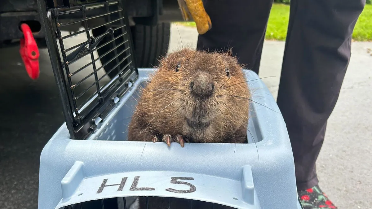 Adorable Baby Beaver Smiles After Being Rescued, Melts All The Hearts Online And In Real Life