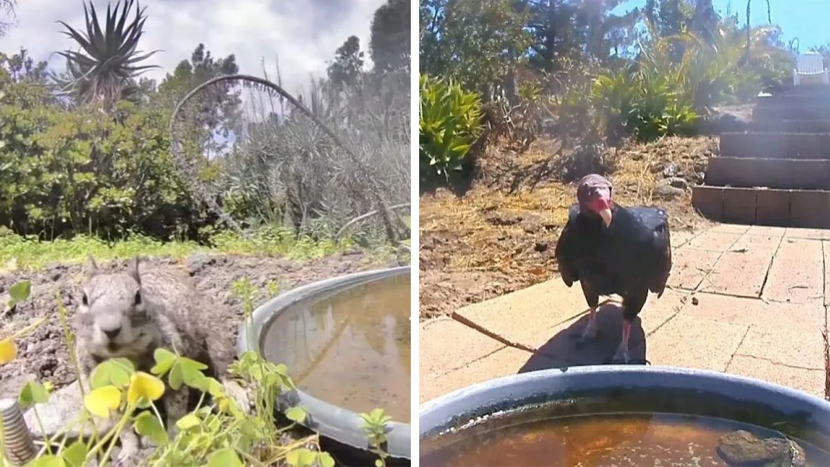Woman Sets Up A Camera At A Backyard Water Fountain, Discovers Who Comes To Visit (26 New Pics)