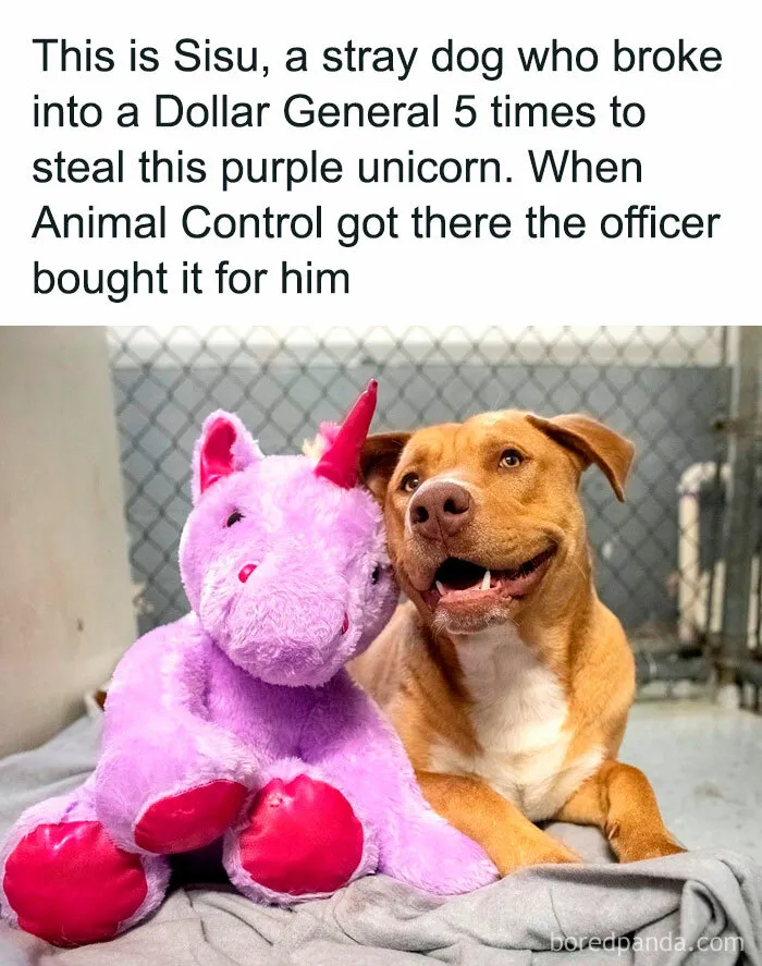Ruff At First Sight