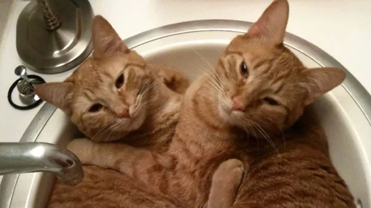 41 Adorable Pairs Of Animals Whose Bond Melted Online Hearts