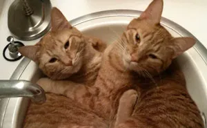 41 Adorable Pairs Of Animals Whose Bond Melted Online Hearts
