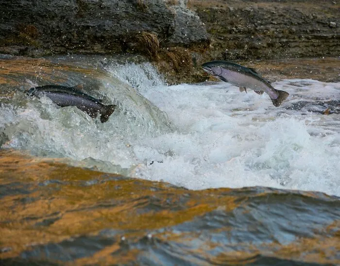 "We Are In A Mass Extinction Event": These 46 Things Have People Concerned About The Future