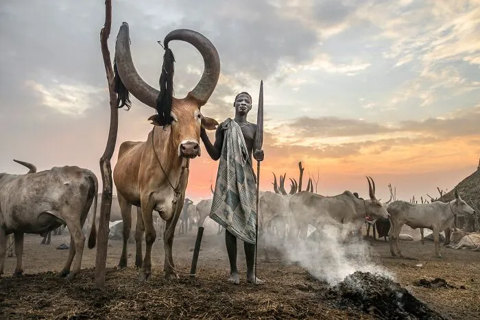"The King Of The Cattle" By Roberto Pazzi, Spain