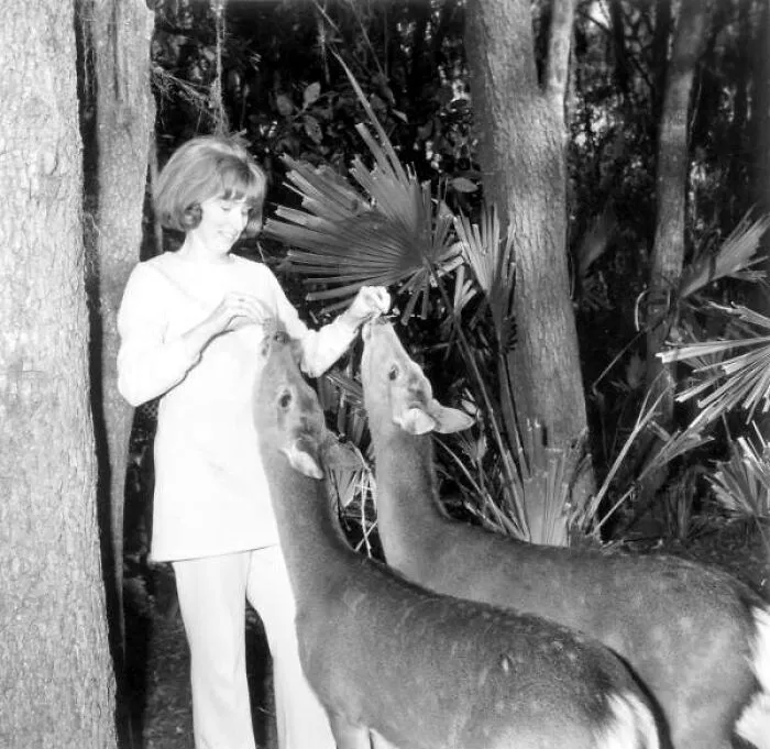Woman Feeding Deer At The Masterpiece Gardens, Lake Wales, Florida, 1971