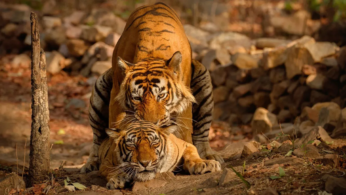 33 Unbelievable Photos Of Wild Animals In Their Natural Habitat