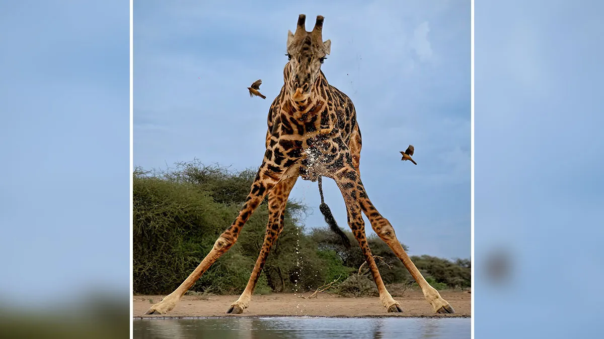 40 Unbelievable Wildlife Moments Frozen In Time By This Photographer