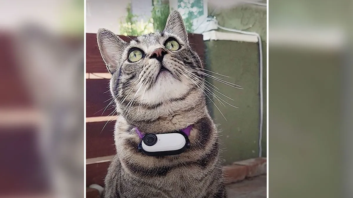 Man Built A Cat Cam To Track His Pet, What It Captured Is Pure Gold