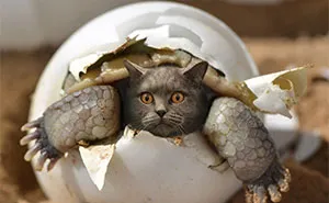 43 New Images Of A World Where Everything Has A Cat's Face By ‘Cat Universe’