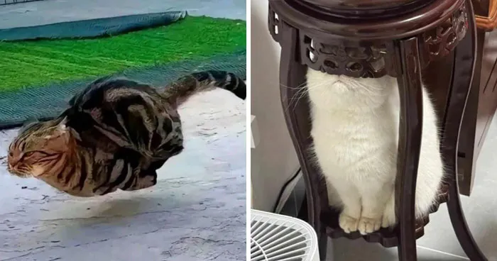 50 Pics Of Cats Just Minding Their Own Business, Doing Chucklesome Things