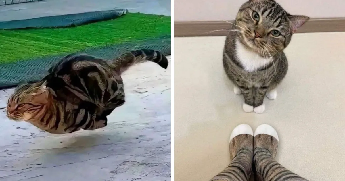 21 Fotos de gatos siendo tan graciosos como adorables