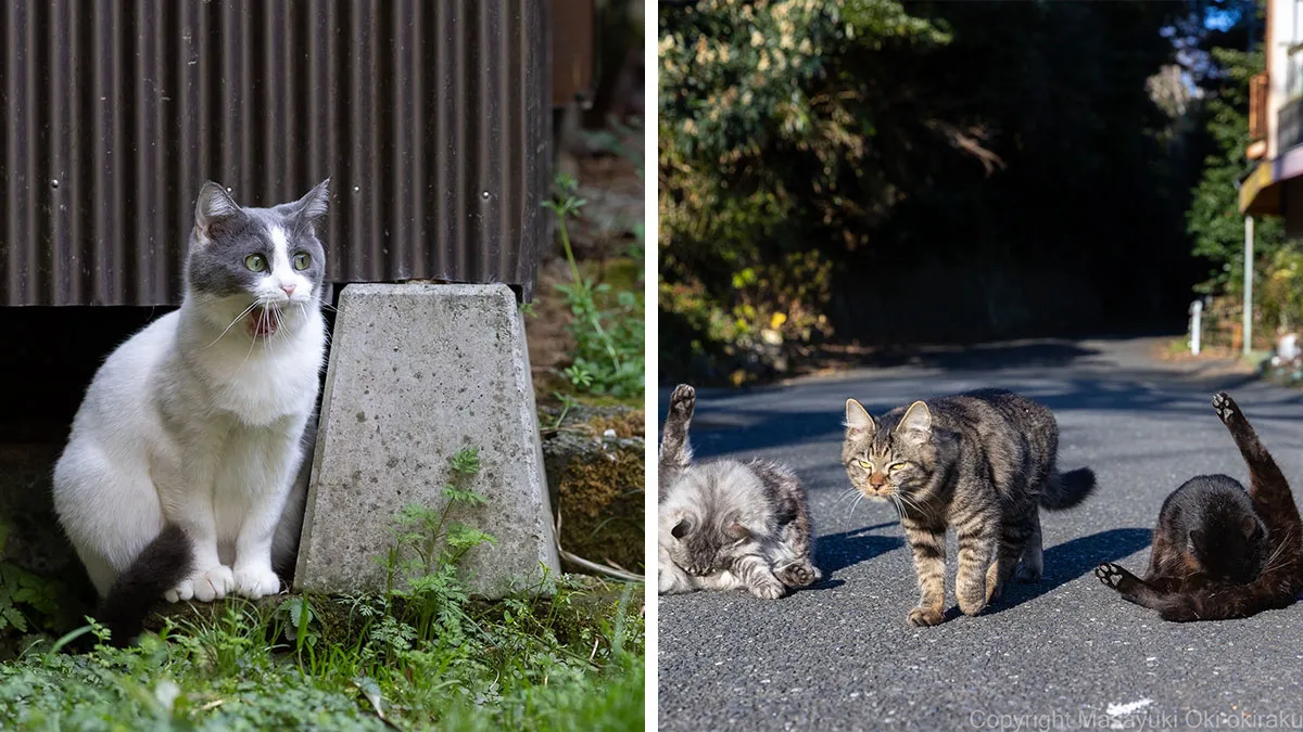 34 Pictures Of Unique Personalities Of Stray Cats As Captured By This Japanese Photographer (New Pics)