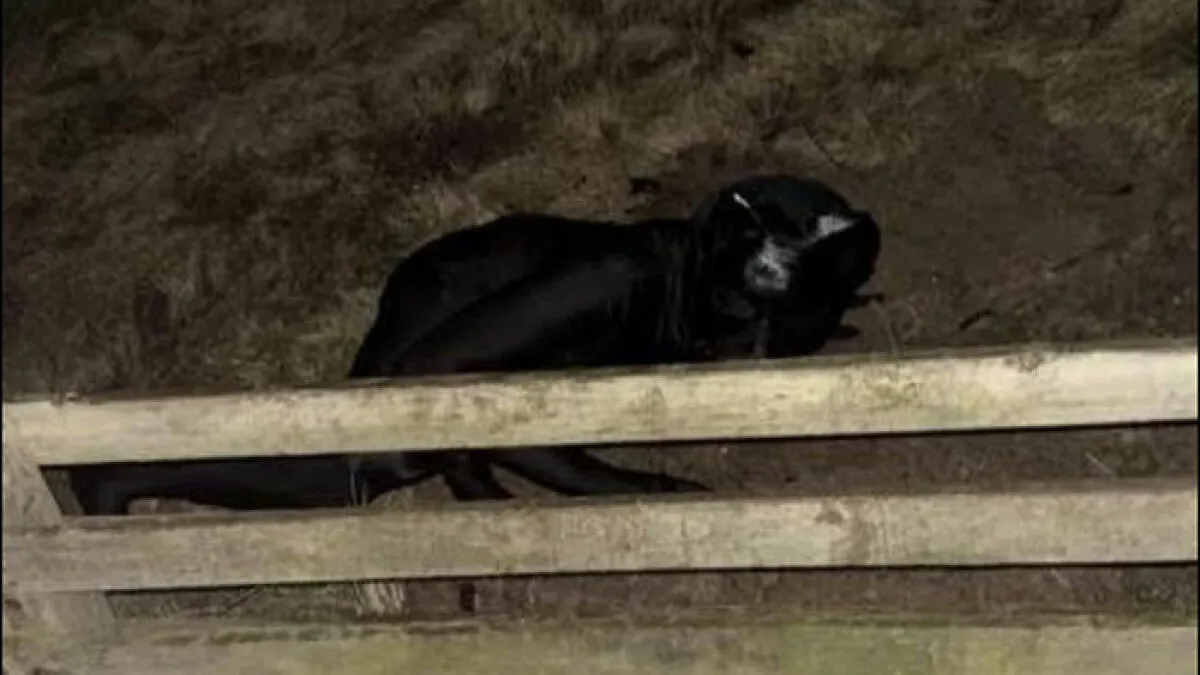 Mysterious Figure Terrorizes Neighborhood At Night By Crawling Around In Full-Body Cat Suit