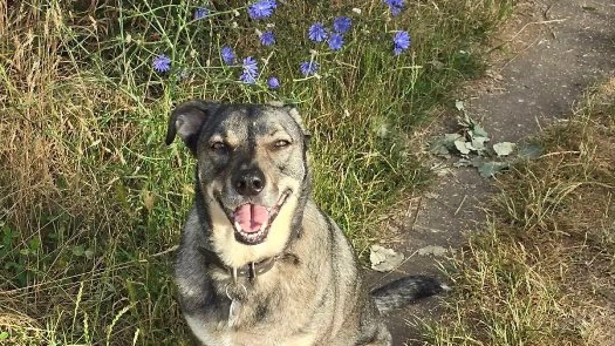 Hey Pandas, Share A Photo Of Your Dog Smiling