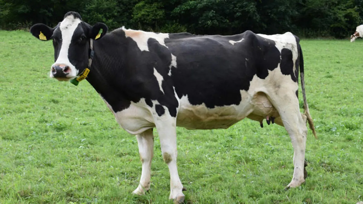 Scientists Drop Cow 1629 Meters Deep Into Sea For Study—8 Unexpected 'Smiling' Visitors Arrive To Feast