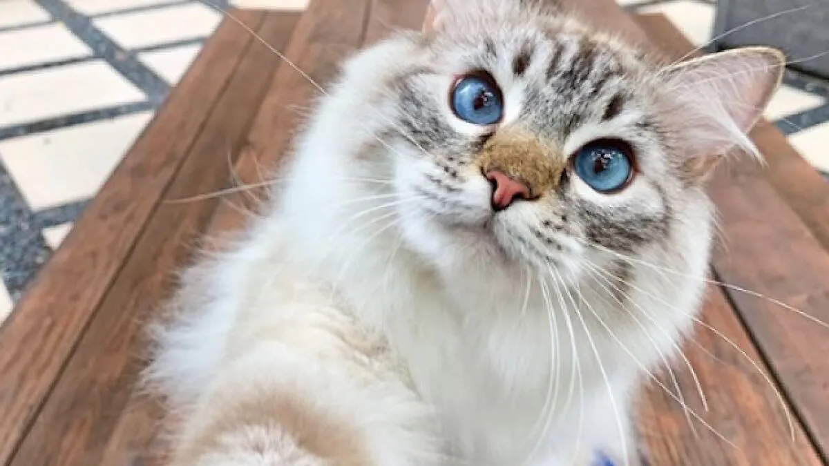 While You're Away, Your Cat's Taking Selfies (10 Pics)