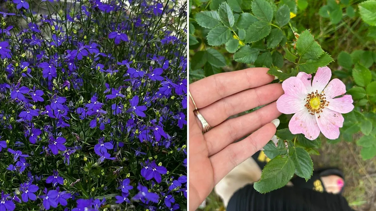 Hey Pandas, Share The Last Plant Photo From Your Camera Roll