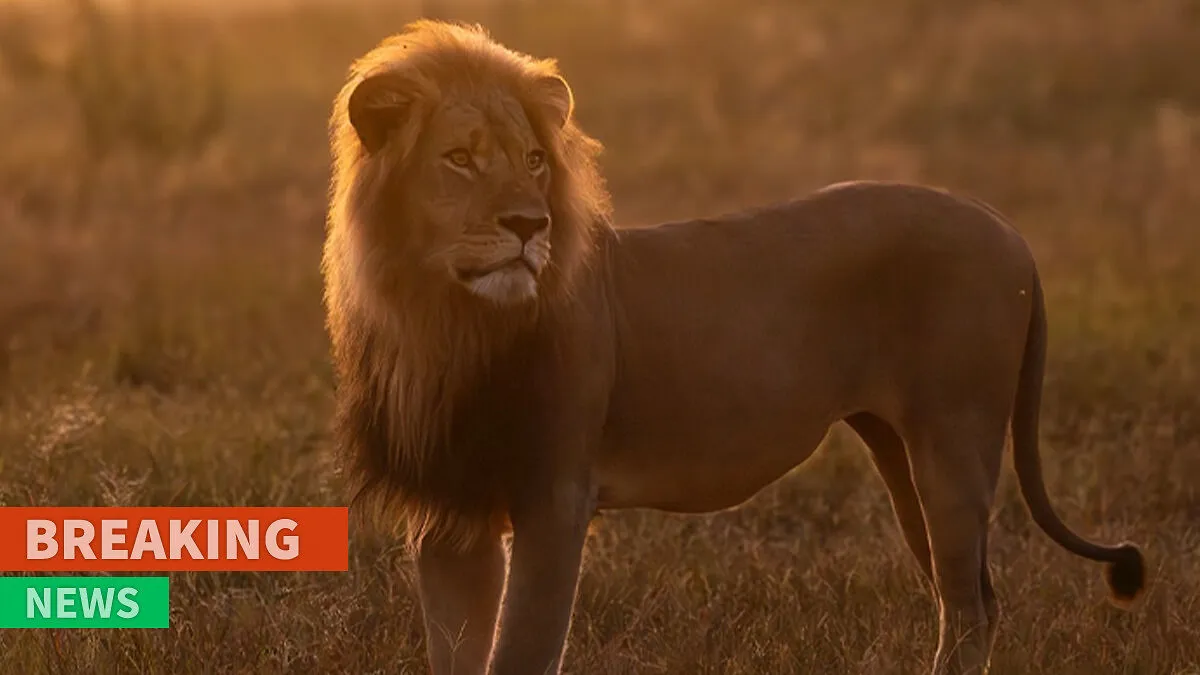"Disgusted": Legendary Lion Blondie Lured Away From The Park And Fatally Shot By Trophy Hunters