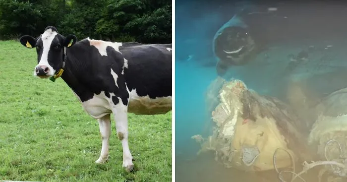 Scientists Drop Cow 1629 Meters Deep Into Sea For Study—8 Unexpected 'Smiling' Visitors Arrive To Feast