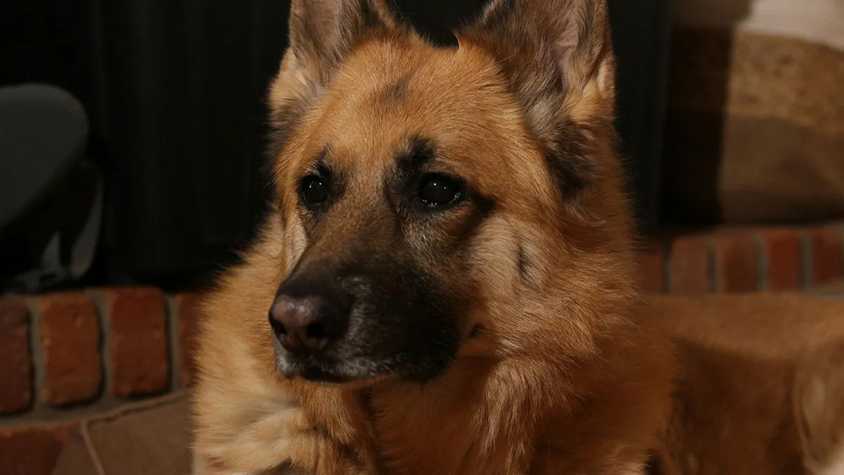 These 40 Sneaky Pets Knew Exactly What They Were Doing, And It’s Equal Parts Genius And Evil