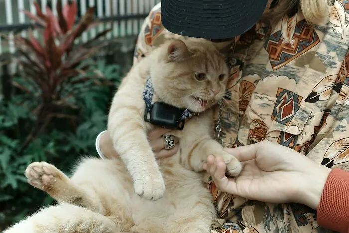 These 40 Sneaky Pets Knew Exactly What They Were Doing, And It’s Equal Parts Genius And Evil