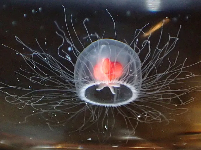 Immortal Jellyfish Rewinds Its Life Cycle