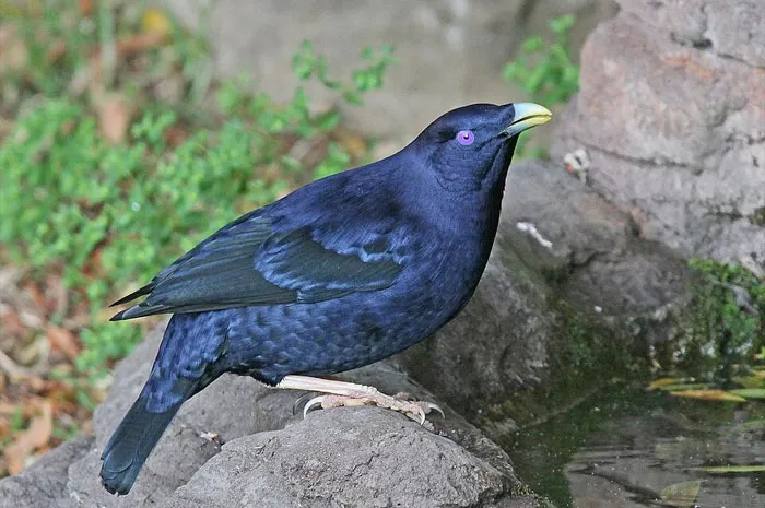 Bowerbird Interior Design With Color Theory