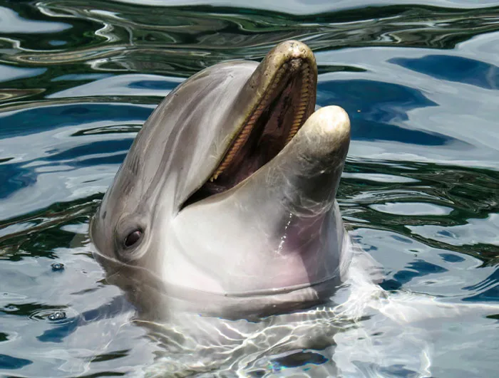 Dolphins Use Individual Signature Whistles
