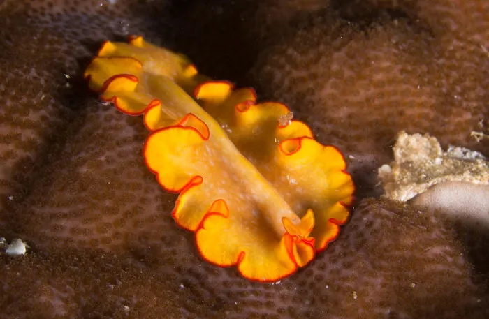 Decapitated Flatworms Retain Memories