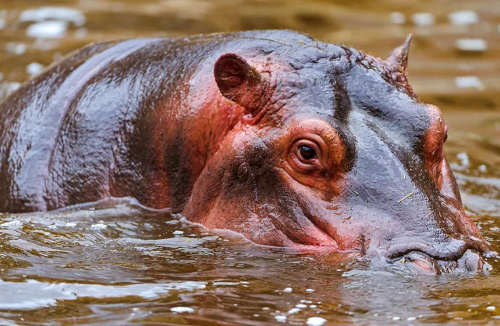 Hippo Sunscreen Sweats Red
