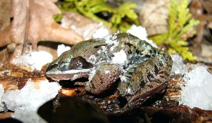 Wood Frogs Freeze Into Solid Ice Blocks