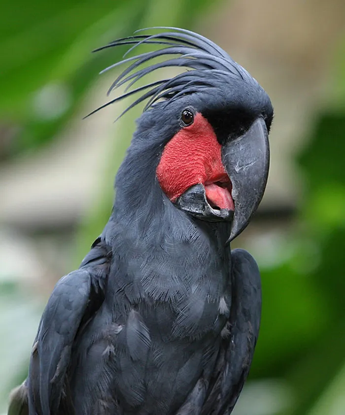 Palm Cockatoo Carves Drumsticks and Performs Beats