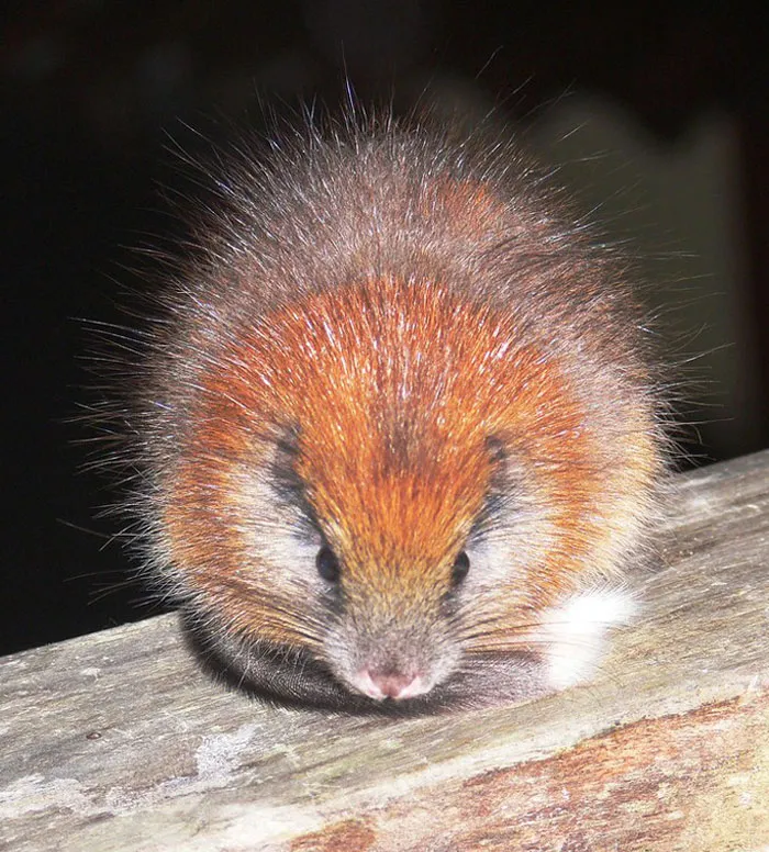 Crested Rat Paints Its Fur With Poison