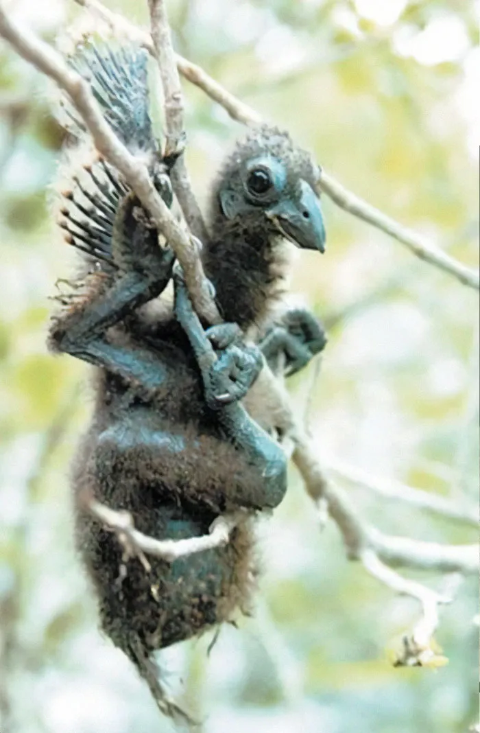 Hoatzin Chicks Sport Dinosaur-Like Claws