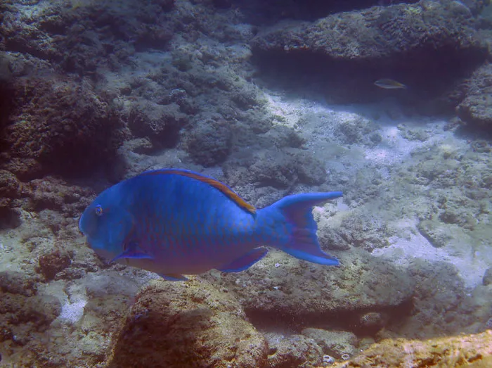 Parrotfish Beaches Made Of Sand Poop