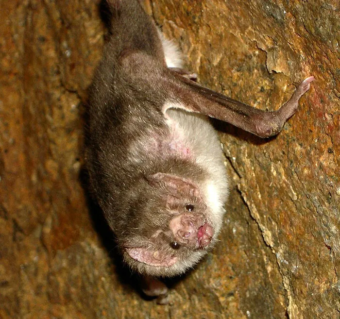 Vampire Bats Share Blood Economy