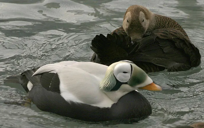 Spectacled Eiders Dive Under Arctic Ice For Feasts