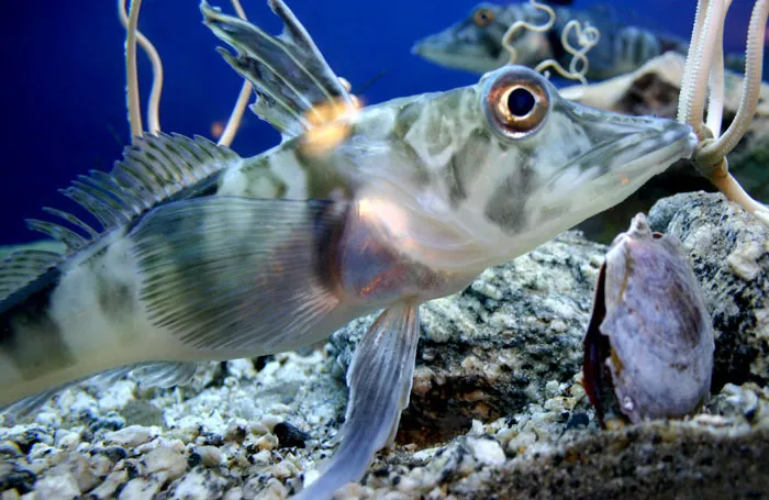 Icefish Circulate Transparent Blood