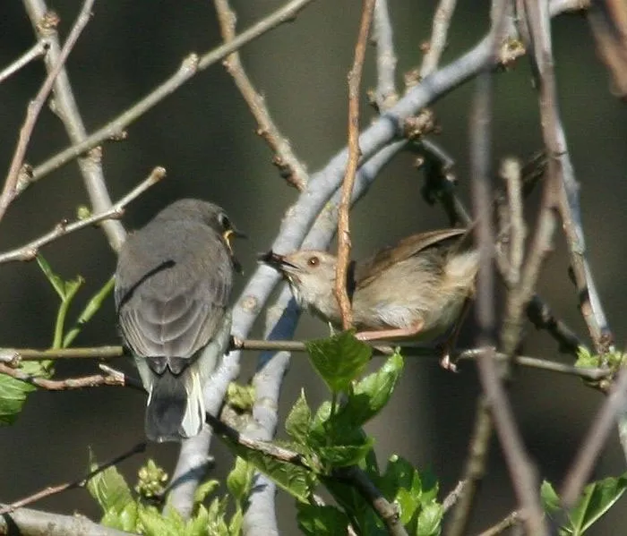 Honeyguide Birds Outsource Foraging To Humans