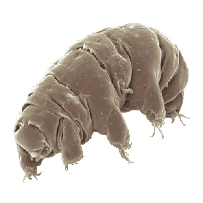 Tardigrades Shield DNA With Unique Protein