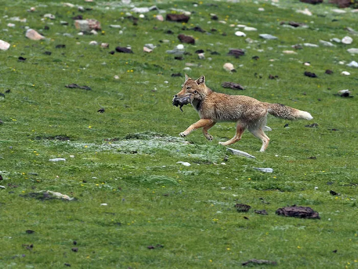 Tibetan Fox–Bear Marmot Teamwork