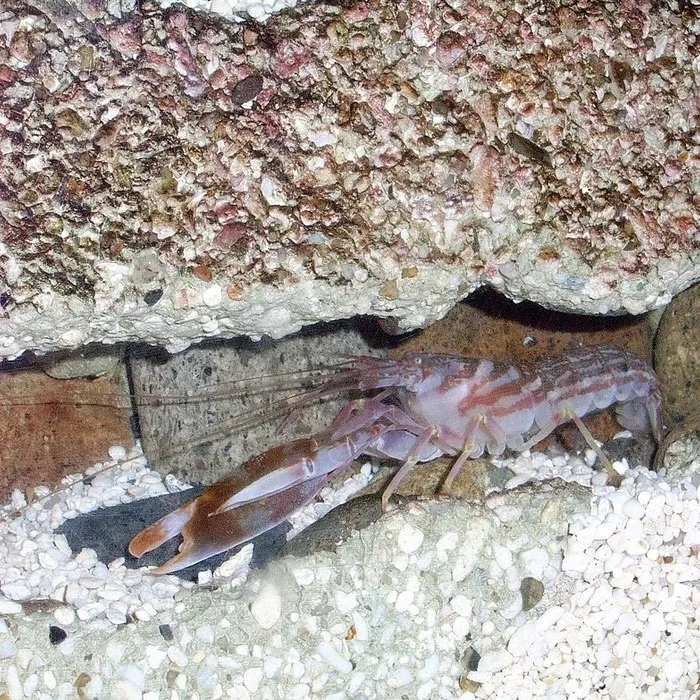 Pistol Shrimp Fires Super-Hot Cavitation Bullets